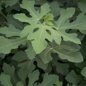 Photo of the plant species Brown Turkey Fig by @BoldPlumtree40 named Bigleef Smalls on Greg, the plant care app