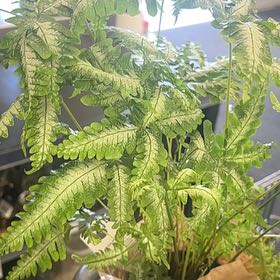 Photo of the plant species Matteuccia by @BoldPlumtree40 named Bruce Lee on Greg, the plant care app