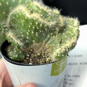 Photo of the plant species Opuntia cylindrica f. cristata by @VastAlbo45 named Sanders on Greg, the plant care app