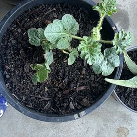 Photo of the plant species Watermelon by @UncommonPuka named Leaf Erickson on Greg, the plant care app