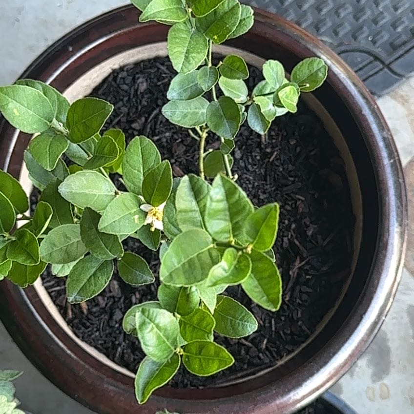Photo of the plant species Lime Tree by @UncommonPuka named Sigmund on Greg, the plant care app