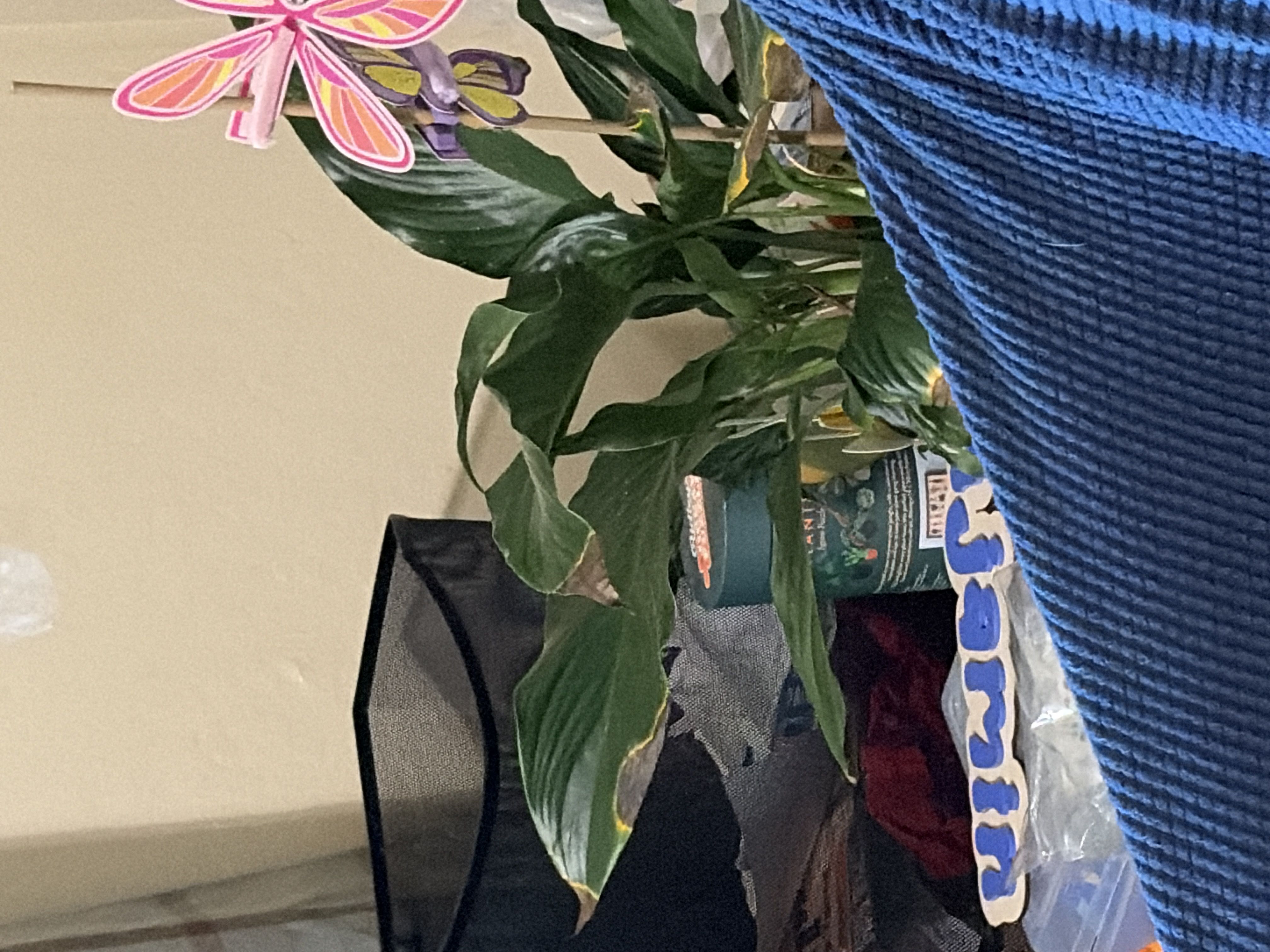 Photo from the post