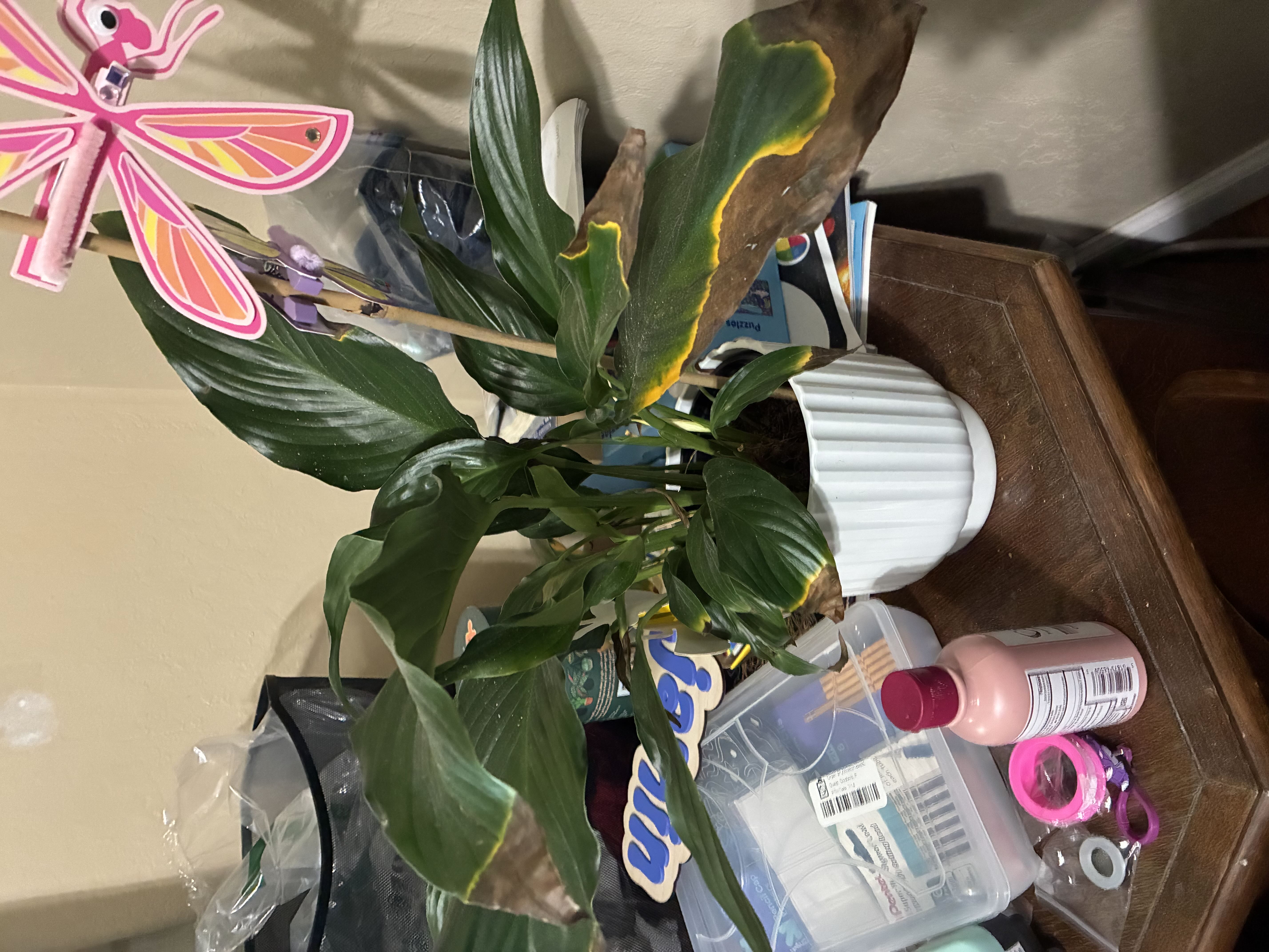 Photo from the post