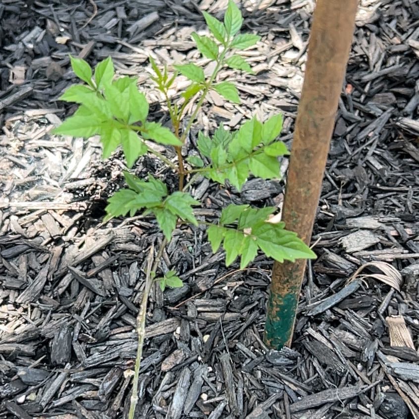 Photo of the plant species Chinese Wisteria by @TrustyCooperi9 named Nemo on Greg, the plant care app