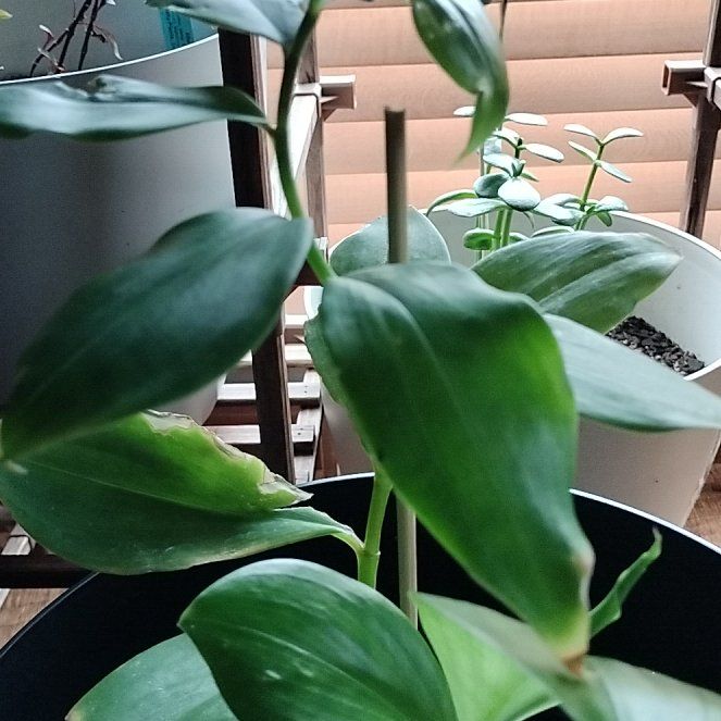 Photo of the plant species Scarlet Spiral-Ginger by @RealPeony31 named Daphne on Greg, the plant care app