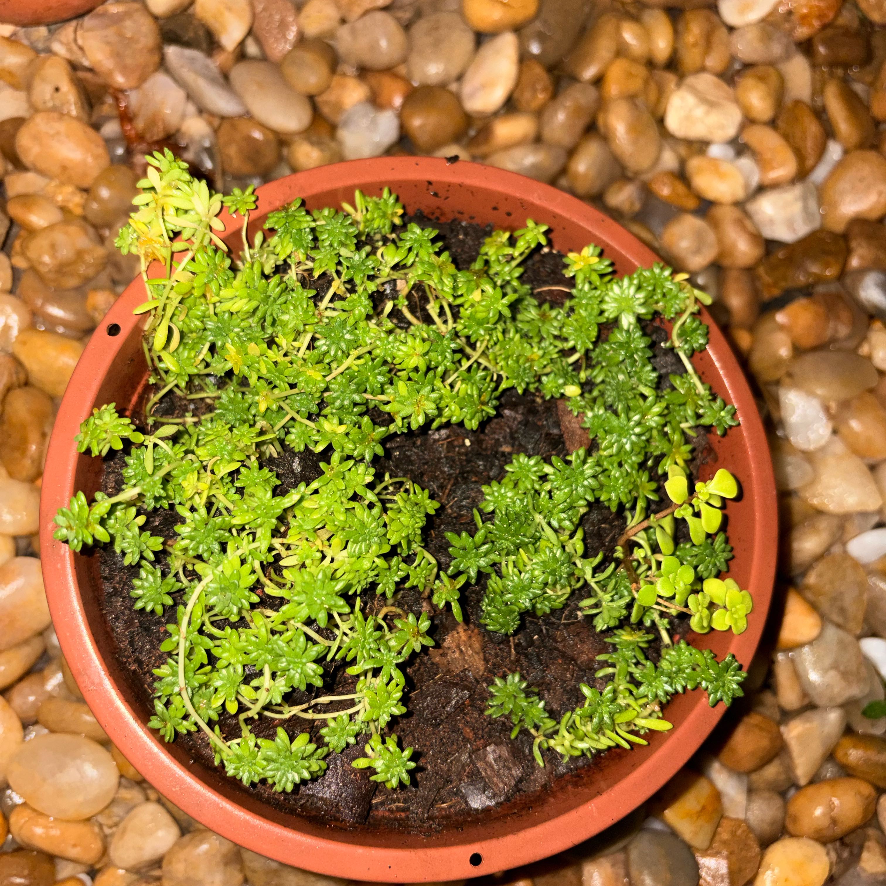 Photo of the plant species Spanish Stonecrop by @LordlyPansy37 named Foxxy on Greg, the plant care app