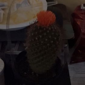 Photo of the plant species cactus by @TopSagopalm46 named Winston on Greg, the plant care app