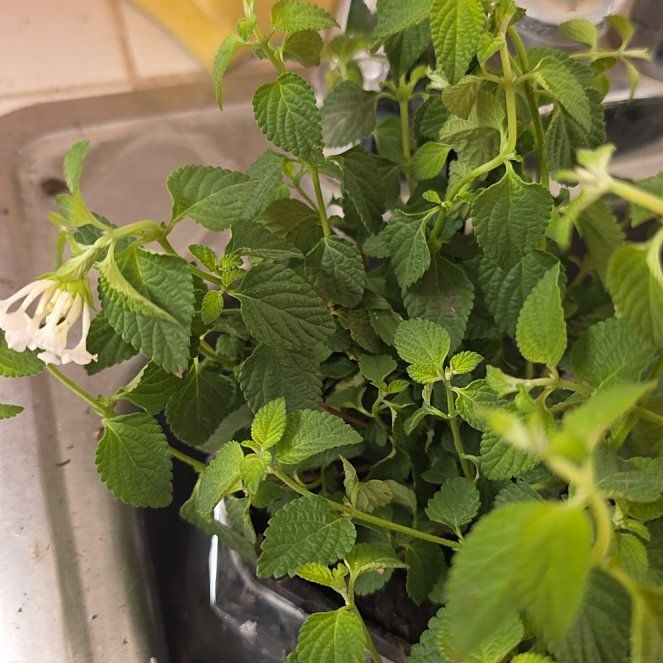 Photo of the plant species Weeping Lantana by @LoyalCamellia4 named Luna on Greg, the plant care app