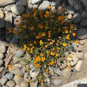 Photo of the plant species Glandular Cape Marigold by @AceDonkeyears13 named LiloStitch on Greg, the plant care app