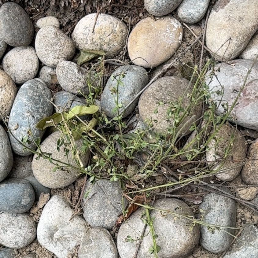 Photo of the plant species American Knotweed by @AceDonkeyears13 named Tolkien on Greg, the plant care app