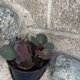 Photo of the plant species Purple Spurge by @AceDonkeyears13 named Khaleesi on Greg, the plant care app