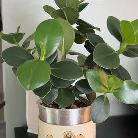 Photo of the plant species jade by @ProKaramu21 named Sigmund on Greg, the plant care app
