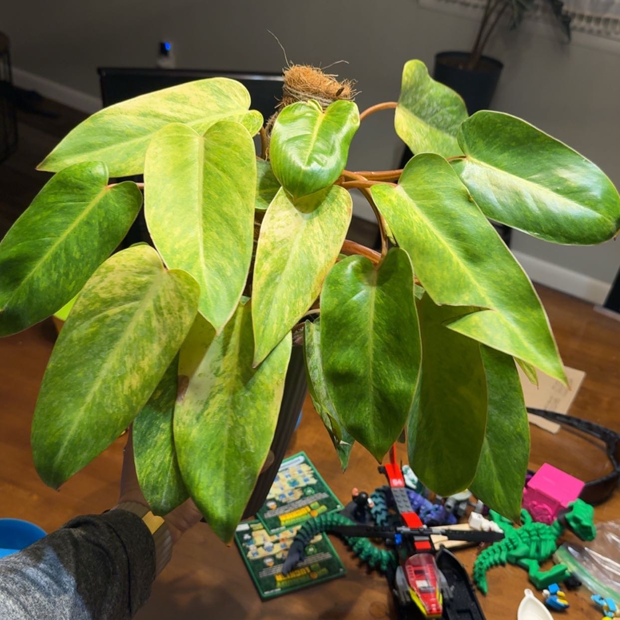 Photo of the plant species Philodendron Painted Lady by @ProKaramu21 named Nithin on Greg, the plant care app