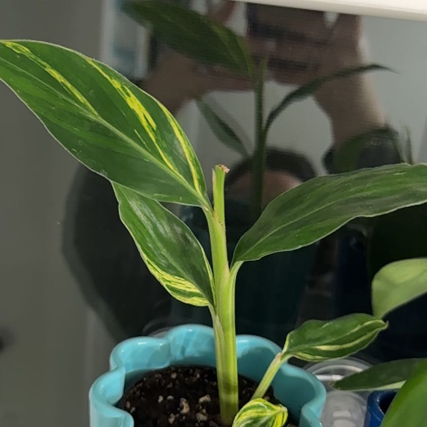 Photo of the plant species Variegated Shell Ginger by @ProKaramu21 named Marley on Greg, the plant care app