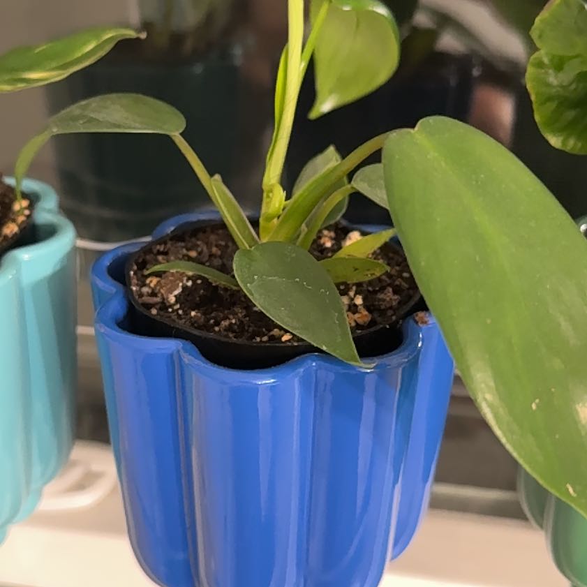 Photo of the plant species Florida green by @ProKaramu21 named Osmo on Greg, the plant care app