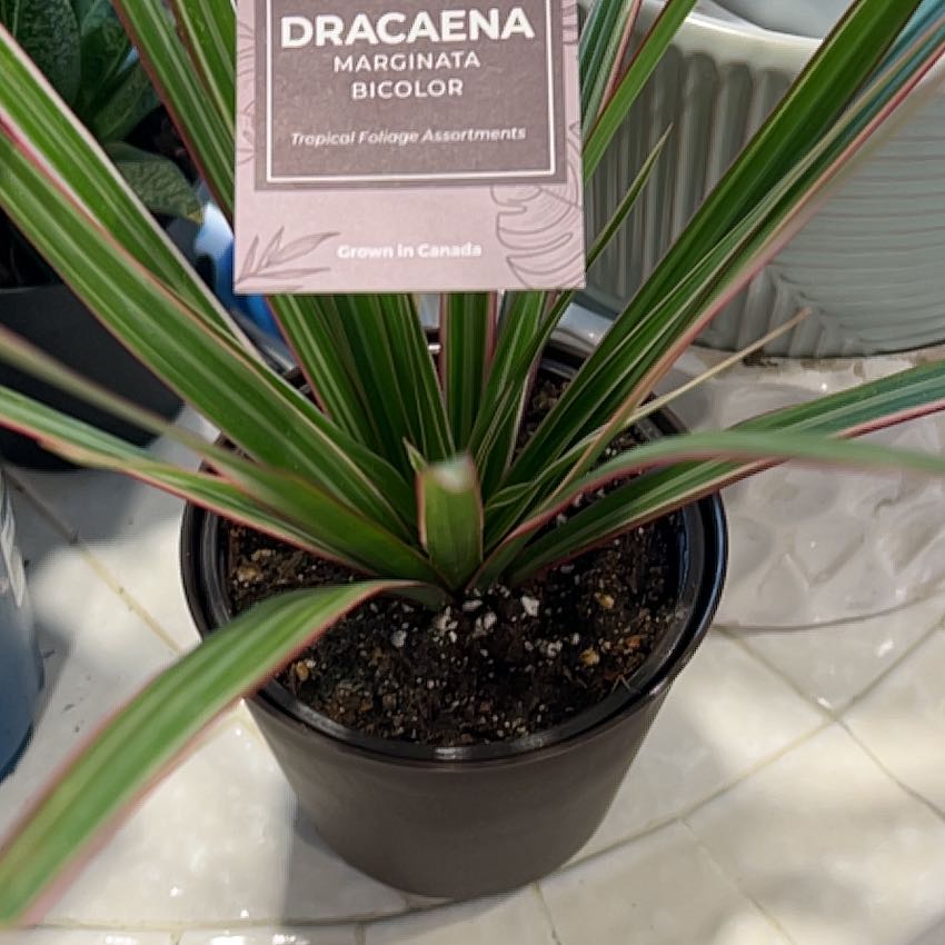 Photo of the plant species Dracaena marginata 'Bicolor' by @LadyPondapple62 named Dolores on Greg, the plant care app
