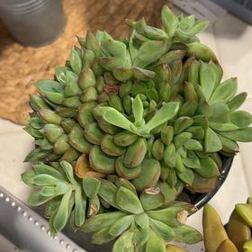 Photo of the plant species Echeveria 'Starlite' by @LadyPondapple62 named Madonna on Greg, the plant care app