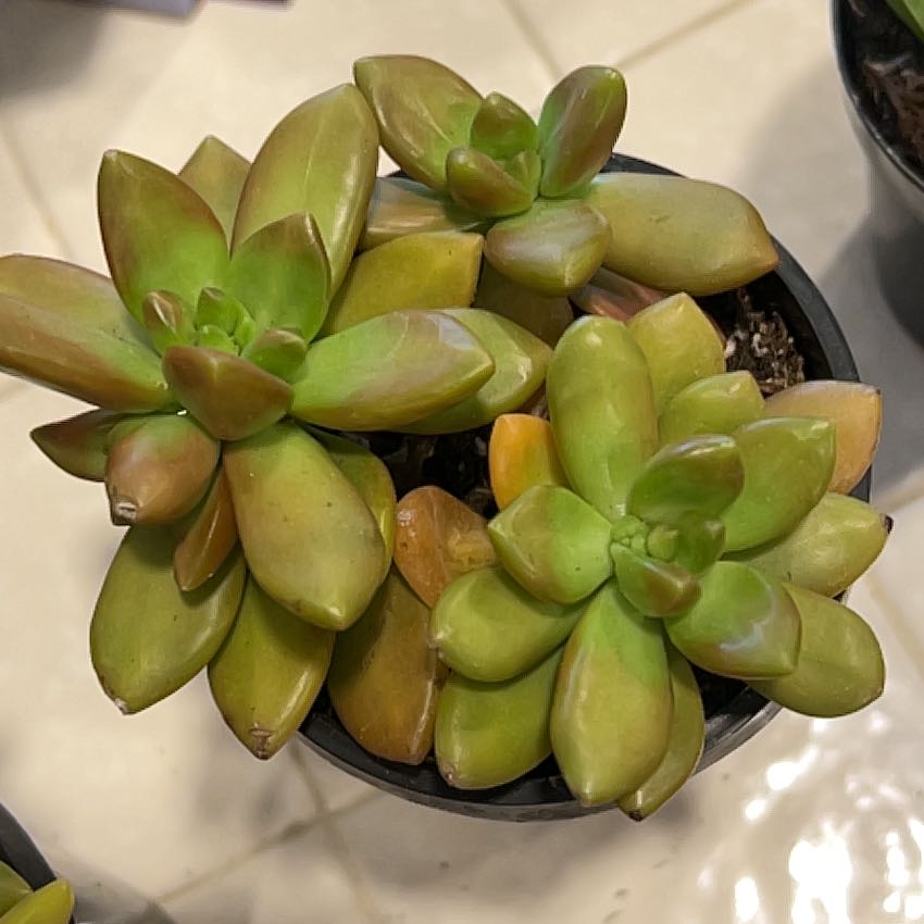 Photo of the plant species Sedum adolphi 'Sunstorm' by @LadyPondapple62 named Prince on Greg, the plant care app