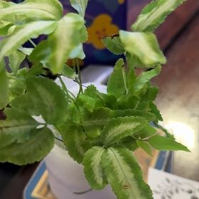 Photo of the plant species Pteris Ensiformis by @SuperblyBalsam named Bieber on Greg, the plant care app