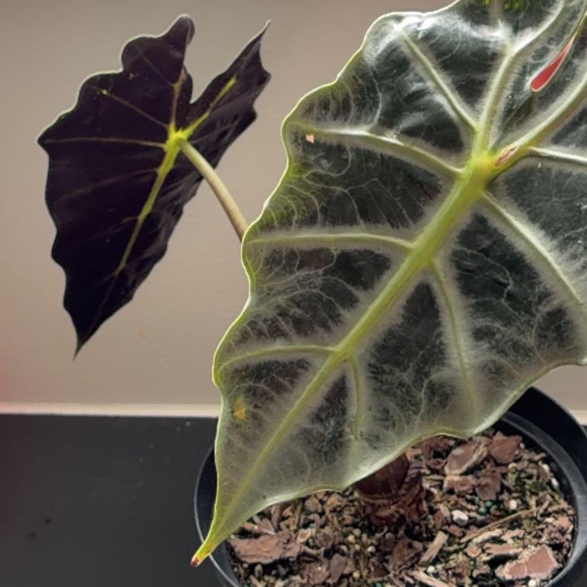 Photo of the plant species Kris Plant by @sktrapani named Stella on Greg, the plant care app
