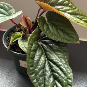 Photo of the plant species Anthurium Luxurians by @sktrapani named Homer on Greg, the plant care app