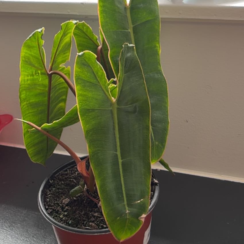 Photo of the plant species Philodendron billietiae by @sktrapani named Billie on Greg, the plant care app