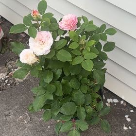 Photo of the plant species Tea Rose by @BelovedMiro named Osmo on Greg, the plant care app