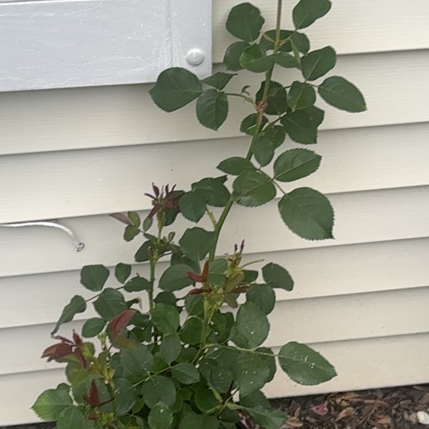Photo of the plant species Hybrid Tea Rose by @BelovedMiro named Leonardo on Greg, the plant care app