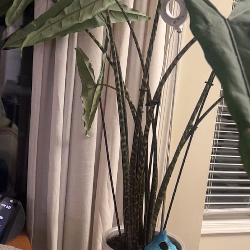 Photo of the plant species Alocasia Tigrina by @ZealousColeus63 named Lester on Greg, the plant care app