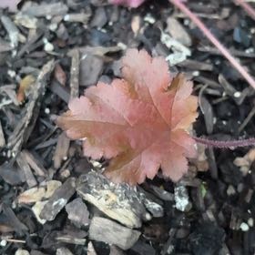 Photo of the plant species Coral Bells by @AbleRichweed85 named 6 on Greg, the plant care app