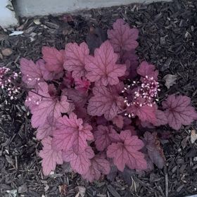 Photo of the plant species Coral Bells by @AbleRichweed85 named 2 on Greg, the plant care app