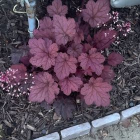 Photo of the plant species Coral Bells by @AbleRichweed85 named 3 on Greg, the plant care app