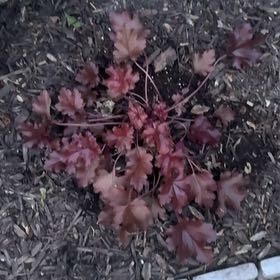 Photo of the plant species Coral Bells by @AbleRichweed85 named 4 on Greg, the plant care app