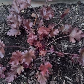 Photo of the plant species Coral Bells by @AbleRichweed85 named 5 on Greg, the plant care app