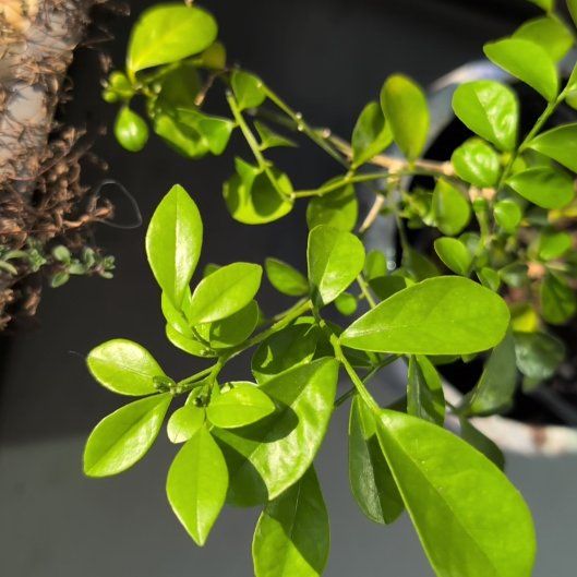 Photo of the plant species Mock Orange by @GreatPapaya43 named Oscar on Greg, the plant care app