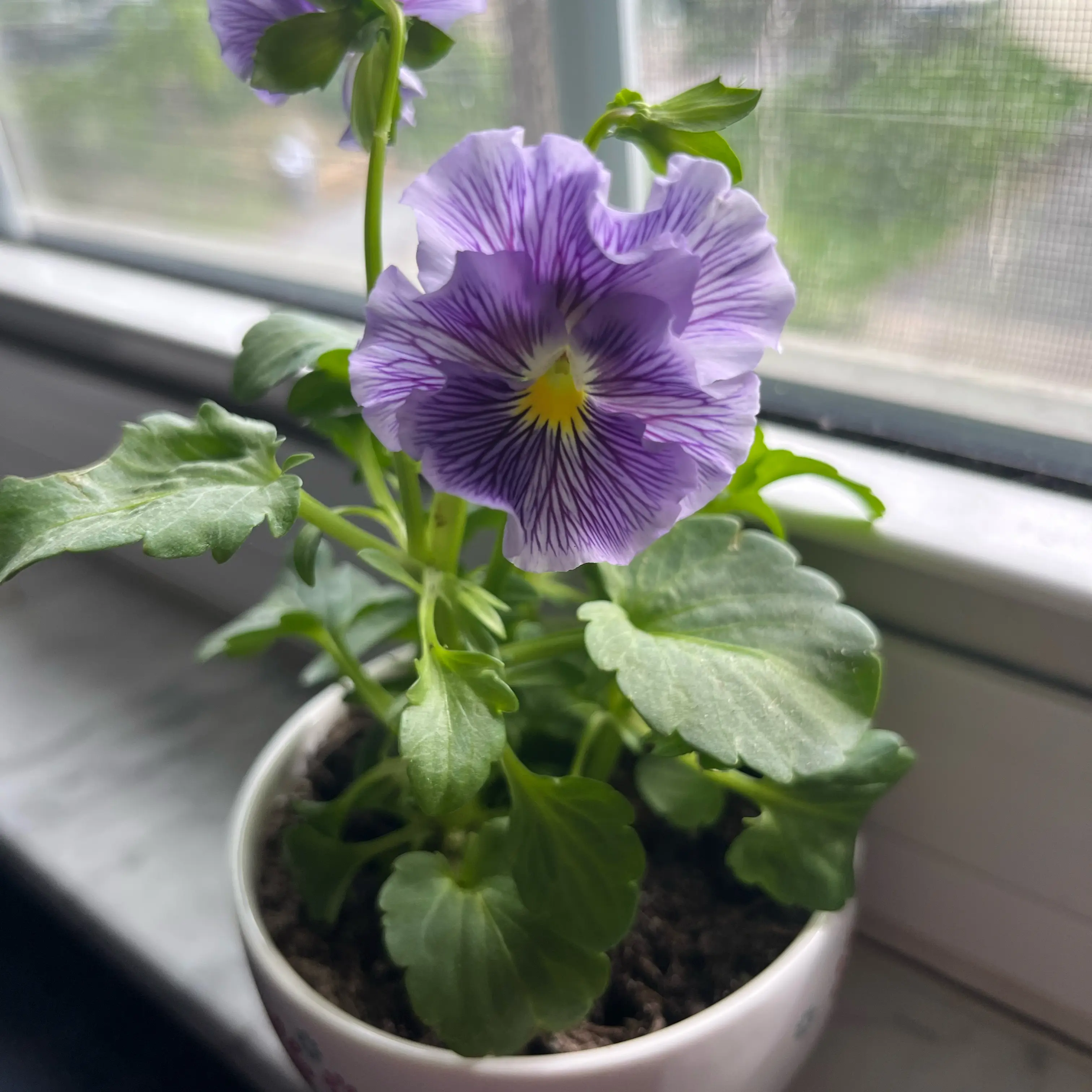 Photo of the plant species Pansy by @ghost_energy named Pansy on Greg, the plant care app