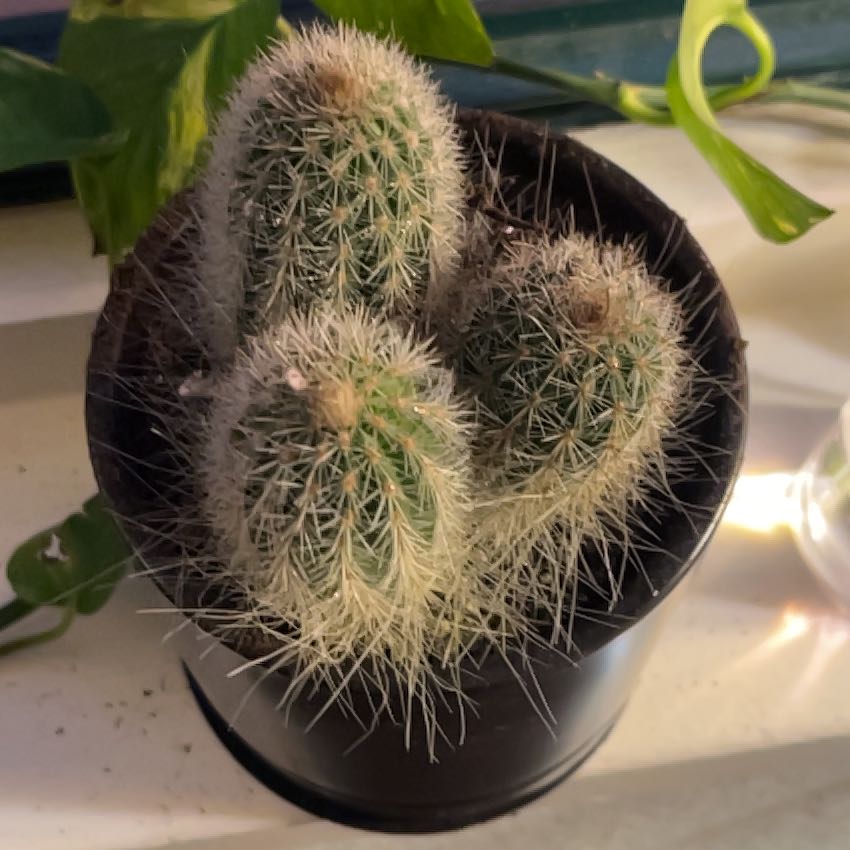 Photo of the plant species Thrixanthocereus cullmanianus by @Artisan named Cactus on Greg, the plant care app