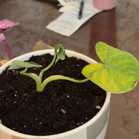 Photo of the plant species Mickey Mouse by @AceRockfig57 named Plato on Greg, the plant care app