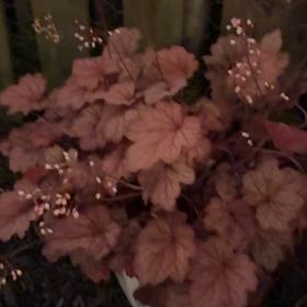 Photo of the plant species Coral Bells by @LeadWorm1 named Anne on Greg, the plant care app
