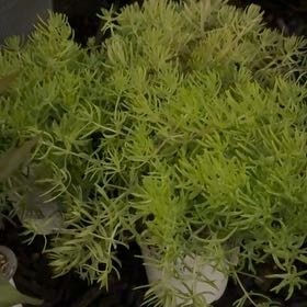 Photo of the plant species Lemon Coral Sedum by @LeadWorm1 named Oscar on Greg, the plant care app
