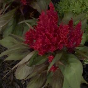 Photo of the plant species Dragons Breath by @LeadWorm1 named Curie on Greg, the plant care app
