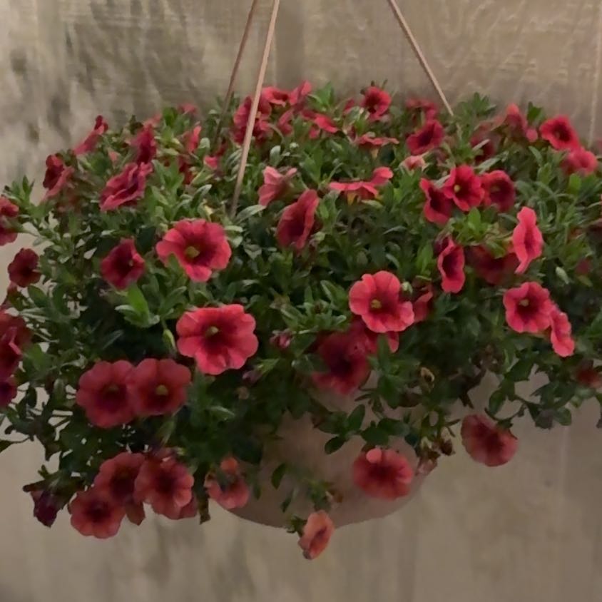 Photo of the plant species Seaside Petunia by @LeadWorm1 named Captain Plant-it on Greg, the plant care app