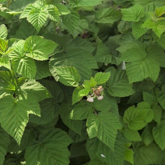 Photo of the plant species European Red Raspberry by @CrispSilkyoak47 named Nemo on Greg, the plant care app