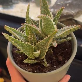 Photo of the plant species Aloe Oik by @KeyTievine96 named Leonardo on Greg, the plant care app