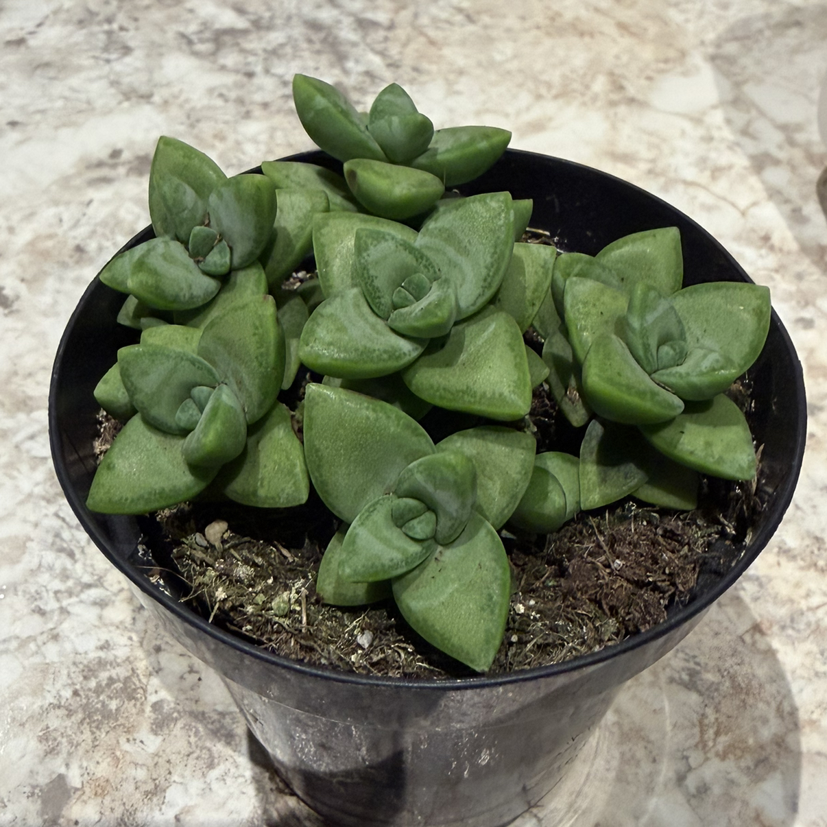 Photo of the plant species Crassula Rupestris by @FestiveMakole13 named Ziggy on Greg, the plant care app