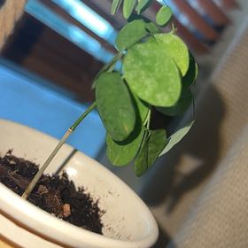Photo of the plant species Horseradish Tree by @LavishBlueech98 named Aristotle on Greg, the plant care app