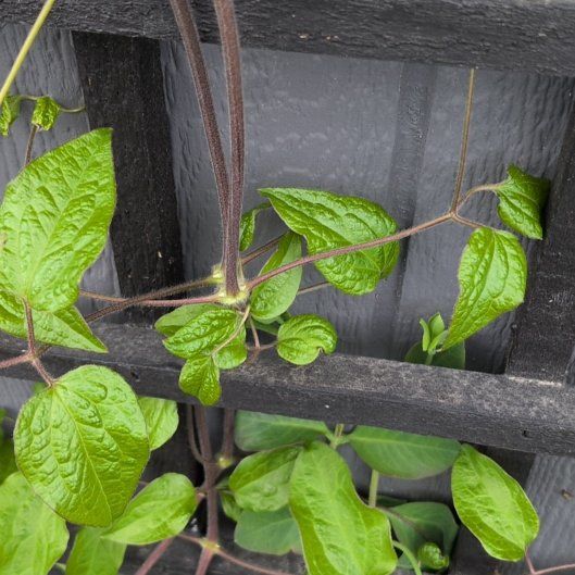 Photo of the plant species Purple Clematis by @RadDeerfern49 named Gregarious on Greg, the plant care app
