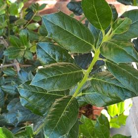 Photo of the plant species Chinese Holly by @SharpGuasca65 named Gregarious on Greg, the plant care app