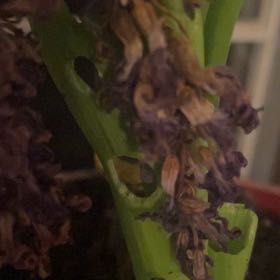 Photo of the plant species Himantoglossum robertianum by @FabHaworthia37 named Madonna on Greg, the plant care app