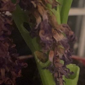 Photo of the plant species Himantoglossum robertianum by @FabHaworthia37 named Winston on Greg, the plant care app